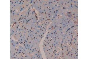 Used in DAB staining on fromalin fixed paraffin- embedded Kidney tissue (Antizyme Inhibitor 1 抗体  (AA 1-280))