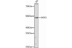 Western blot analysis of extracts of RD cells, using MEK5 Rabbit mAb (ABIN6132333, ABIN6143596, ABIN6143598 and ABIN7101401) at 1:1000 dilution. (MAP2K5 抗体)