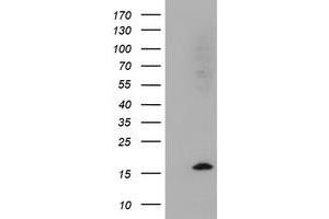 Image no. 1 for anti-Cystatin SA (CST2) antibody (ABIN1497758) (CST2 抗体)