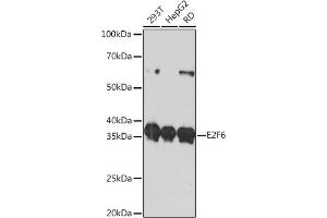 Western blot analysis of extracts of various cell lines, using E2F6 Rabbit mAb (ABIN7266876) at 1:1000 dilution. (E2F6 抗体)