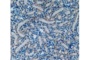 Used in DAB staining on fromalin fixed paraffin- embedded kidney tissue (Endothelin 1 抗体  (AA 54-202))