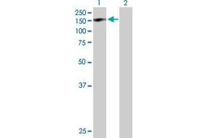 Western Blotting (WB) image for anti-General Transcription Factor II I Repeat Domain-Containing 1 (GTF2IRD1) (AA 1-959) antibody (ABIN523045)