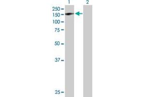 Western Blot analysis of GTF2IRD1 expression in transfected 293T cell line by GTF2IRD1 MaxPab polyclonal antibody. (GTF2IRD1 抗体  (AA 1-959))