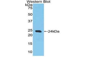 Western Blotting (WB) image for anti-Caspase 9, Apoptosis-Related Cysteine Peptidase (CASP9) (AA 1-200) antibody (ABIN1858258) (Caspase 9 抗体  (AA 1-200))