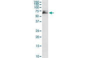 AK5 MaxPab rabbit polyclonal antibody. (Adenylate Kinase 5 抗体  (AA 1-536))