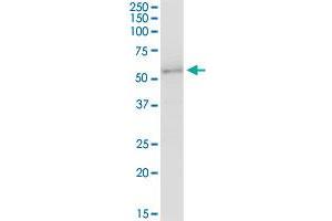 UGT2B7 MaxPab polyclonal antibody. (UGT2B7 抗体  (AA 1-529))