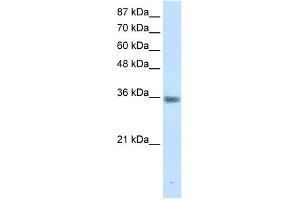 WB Suggested Anti-MNAT1 Antibody Titration:  1. (MNAT1 抗体  (C-Term))