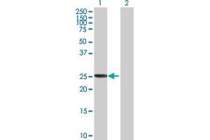 Western Blot analysis of CLIC3 expression in transfected 293T cell line by CLIC3 MaxPab polyclonal antibody. (CLIC3 抗体  (AA 1-236))
