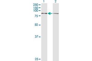 Western Blotting (WB) image for anti-Leucine Zipper-EF-Hand Containing Transmembrane Protein 1 (LETM1) (AA 601-709) antibody (ABIN598780) (LETM1 抗体  (AA 601-709))