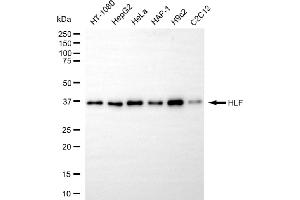 Western blotting analysis using HLF antibody (ABIN7798888).