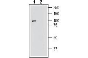 Western blot analysis of human SH-SY5Y neuroblastoma cell line lysate: - 1. (FZD3 抗体  (C-Term, Extracellular))