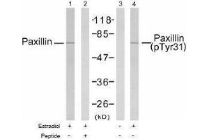 Image no. 1 for anti-Paxillin (PXN) (pTyr31) antibody (ABIN196940) (Paxillin 抗体  (pTyr31))