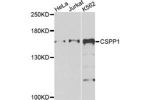 Western blot analysis of extracts of various cell lines, using CSPP1 antibody.