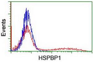 Image no. 1 for anti-HSPA Binding Protein, Cytoplasmic Cochaperone 1 (HSPBP1) antibody (ABIN1498761) (HSPBP1 抗体)