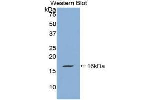 Detection of Recombinant QSOX1, Human using Polyclonal Antibody to Quiescin Q6 Sulfhydryl Oxidase 1 (QSOX1) (QSOX1 抗体  (AA 394-519))