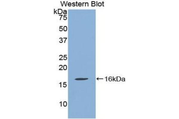 QSOX1 anticorps  (AA 394-519)