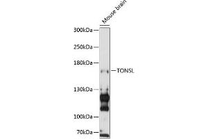 Western blot analysis of extracts of mouse brain, using TONSL antibody (ABIN6132818, ABIN6149388, ABIN6149389 and ABIN6216872) at 1:3000 dilution. (NFKBIL2 抗体  (AA 160-390))