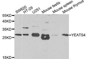 Western Blotting (WB) image for anti-YEATS Domain Containing 4 antibody (ABIN1980334) (GAS41 抗体)