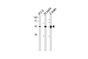 DMRTA2 Antibody (C-term) (ABIN1881263 and ABIN2838900) western blot analysis in PC-3 cell line, mouse testis and zebra fish brain tissue lysates (35 μg/lane). (DMRTA2 抗体  (C-Term))