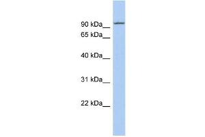 WB Suggested Anti-KIF9 Antibody Titration:  0. (KIF9 抗体  (N-Term))