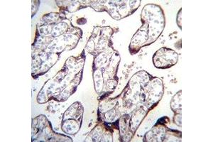 LOXL3 antibody immunohistochemistry analysis in formalin fixed and paraffin embedded human placenta tissue. (LOXL3 抗体  (AA 715-744))