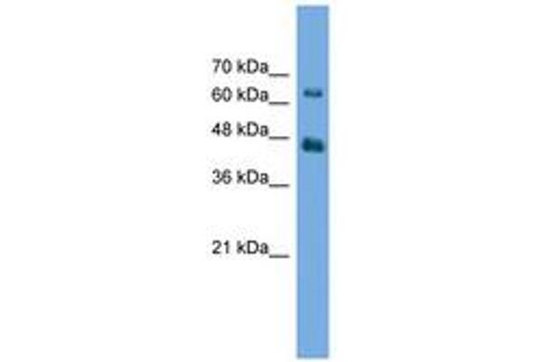 Acylglycerol Kinase 抗体  (AA 35-84)