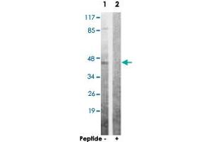 Western blot analysis of extracts from 293 cells, using AKT1S1 polyclonal antibody . (PRAS40 抗体  (Ser363))