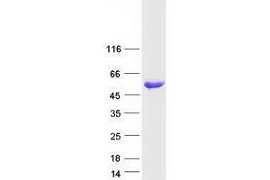 Ubiquitin-Like Modifier Activating Enzyme 5 (UBA5) (Transcript Variant 1) protein (Myc-DYKDDDDK Tag)