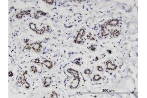 Image no. 1 for anti-Chromosome 4 Open Reading Frame 43 (C4orf43) (AA 1-204) antibody (ABIN599574) (C4orf43 抗体  (AA 1-204))