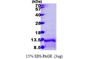 CCL3L1 Protein (AA 26-93) (His tag)