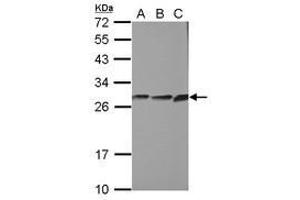 Image no. 1 for anti-Cytochrome B5 Reductase 2 (CYB5R2) (AA 1-222) antibody (ABIN1497693)