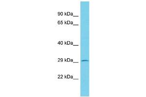Host: Rabbit Target Name: KCTD2 Sample Type: RPMI-8226 Whole Cell lysates Antibody Dilution: 1. (KCTD2 抗体  (C-Term))