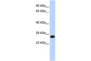 Western Blotting (WB) image for anti-Proteasome Subunit alpha 2 (PSMA2) antibody (ABIN2459968) (PSMA2 抗体)
