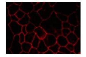 Image no. 1 for anti-Claudin 7 (CLDN7) (C-Term) antibody (ABIN208282) (Claudin 7 抗体  (C-Term))