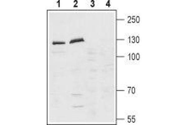 Latrophilin 1 抗体  (Extracellular, N-Term)