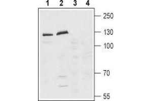 Western blot analysis of rat (lanes 1 and 3) and mouse (lanes 2 and 4) brain lysates: - 1,2. (Latrophilin 1 抗体  (Extracellular, N-Term))