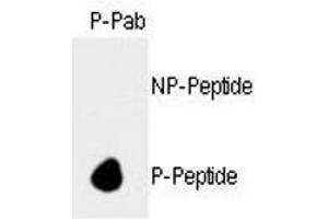 Dot blot analysis of phospho-Rb antibody. (Retinoblastoma Protein (Rb) 抗体  (pSer788))
