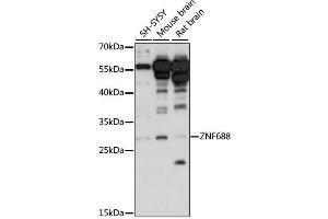 Western blot analysis of extracts of various cell lines, using ZNF688 antibody (ABIN6291118) at 1:1000 dilution. (ZNF688 抗体)