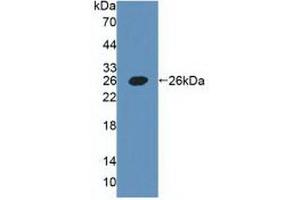 Western blot analysis of recombinant Human PDPN. (Podoplanin 抗体  (AA 23-143))