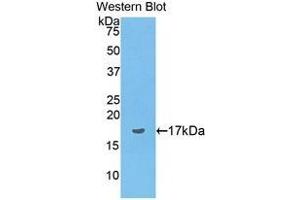 Western Blotting (WB) image for anti-Preprovasopressin (AA 24-168) antibody (ABIN1176179) (Preprovasopressin (AA 24-168) 抗体)