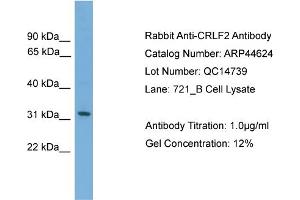 WB Suggested Anti-CRLF2  Antibody Titration: 0. (CRLF2 抗体  (Middle Region))