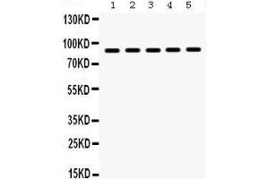 Western Blotting (WB) image for anti-Heat Shock Protein 90kDa alpha (Cytosolic), Class B Member 1 (HSP90AB1) (AA 449-481), (C-Term) antibody (ABIN3042462)