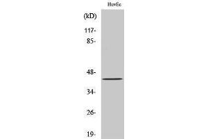 Western Blotting (WB) image for anti-Zinc Finger Protein 24 (ZNF24) (N-Term) antibody (ABIN3175783) (ZNF24 抗体  (N-Term))
