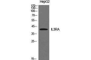 Western Blotting (WB) image for anti-Interleukin 3 Receptor, alpha (IL3RA) (Internal Region) antibody (ABIN3181423) (IL3RA 抗体  (Internal Region))