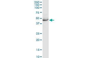 KRT35 MaxPab rabbit polyclonal antibody. (Keratin 35 抗体  (AA 1-455))