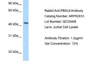 Western Blotting (WB) image for anti-F-Box and Leucine-Rich Repeat Protein 8 (FBXL8) (N-Term) antibody (ABIN2789253)