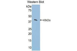 Western Blotting (WB) image for anti-Arginase, Type II (ARG2) (AA 23-354) antibody (ABIN1077838)