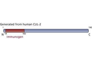 Image no. 1 for anti-Cullin 2 (CUL2) (AA 18-182) antibody (ABIN968173)