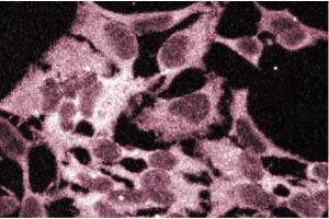 Immunofluorescence staining of HeLa cells. (BCAT1 抗体  (AA 213-335))