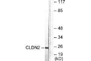 Western blot analysis of extracts from NIH/3T3 cells, using Claudin 2 antibody (#C0143). (Claudin 2 抗体)